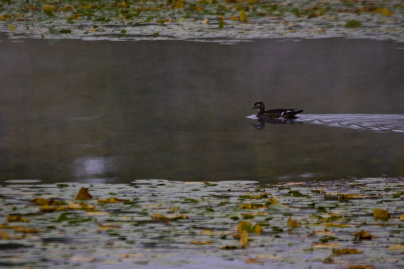 Wood Duck